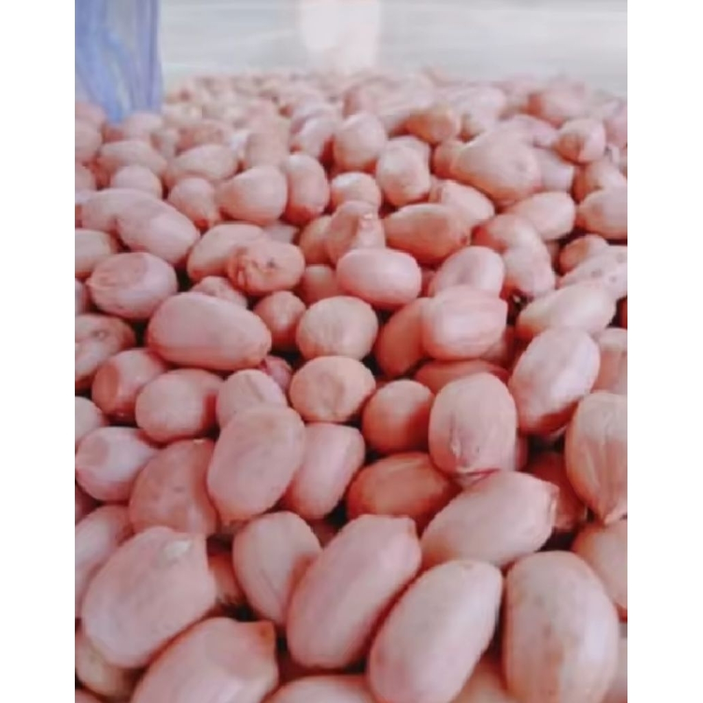 

APJ - Promo 1kg Kacang Tanah Madura / kacang tanah kupas / kacang tanah bumbu pecel / kacang tanah bumbu rujak