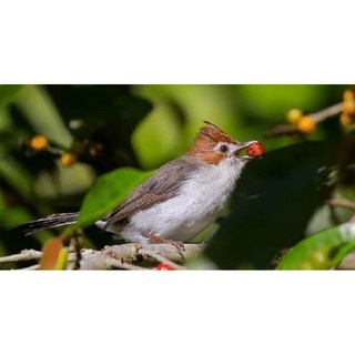 Yuhina Kalimantan Palmerah