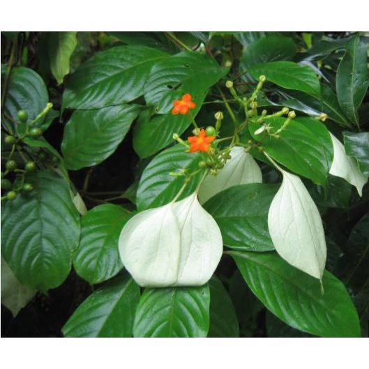 

daun kingkilaban 1kg