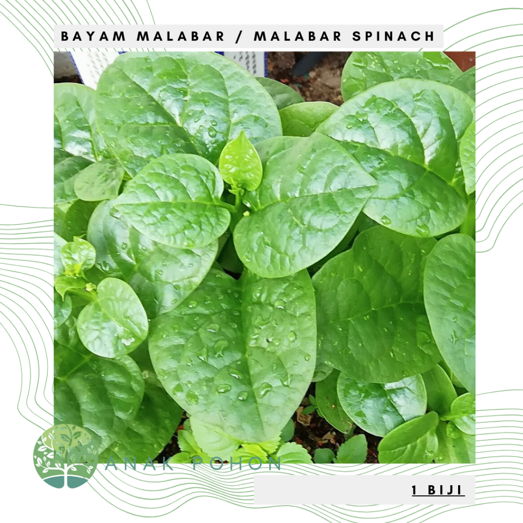 Benih Bibit Biji - Bayam Malabar Spinach Big Round Leaf Seeds - IMPORT