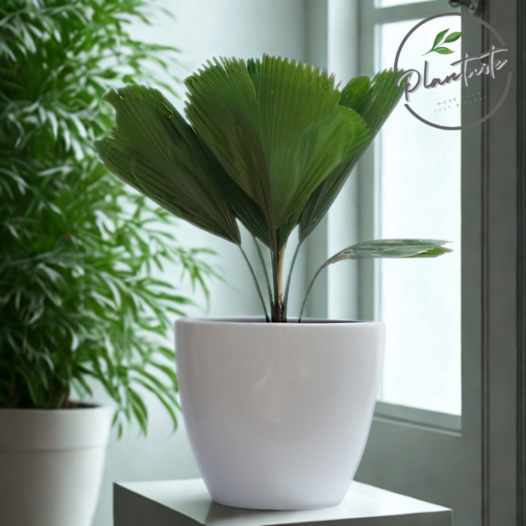 Pot Gerabah Glossy Ukuran Sedang untuk Tanaman Indoor | Pot Tanah Liat Cat Duco Glossy
