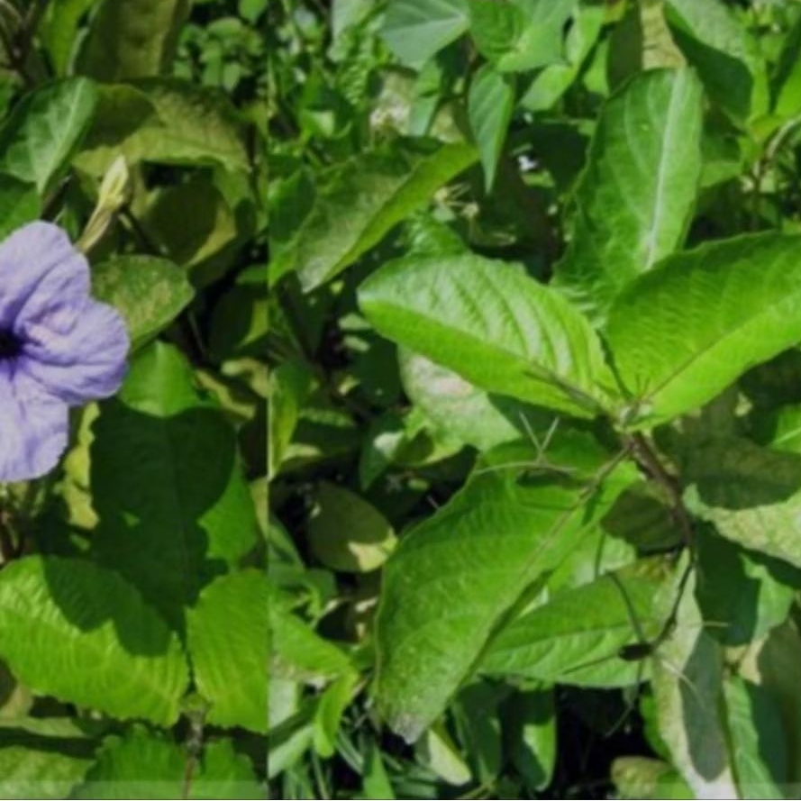 

daun kencana ungu/ pletekan.herbal 1 kg