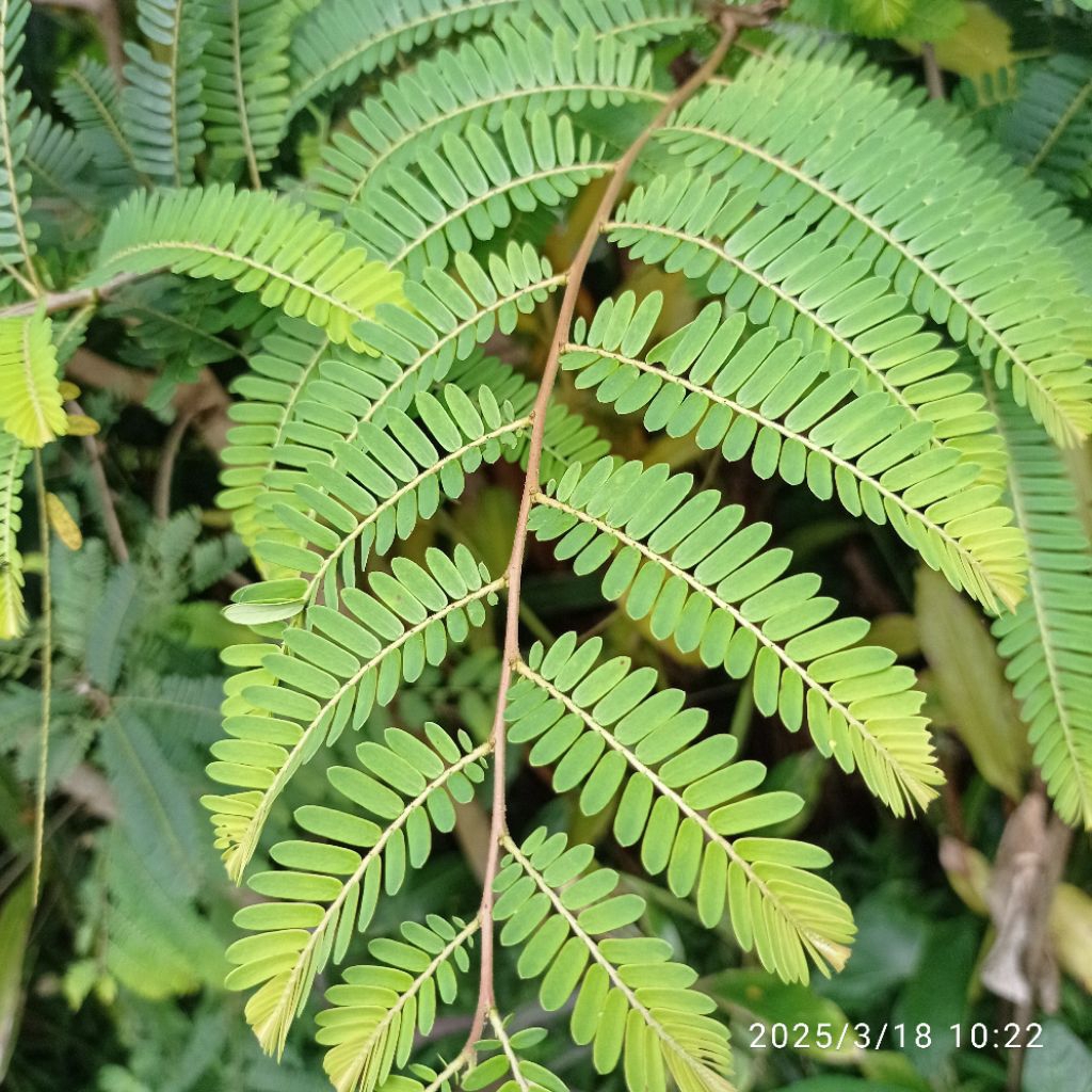 

Daun asem jawa herbal pres 300 gram