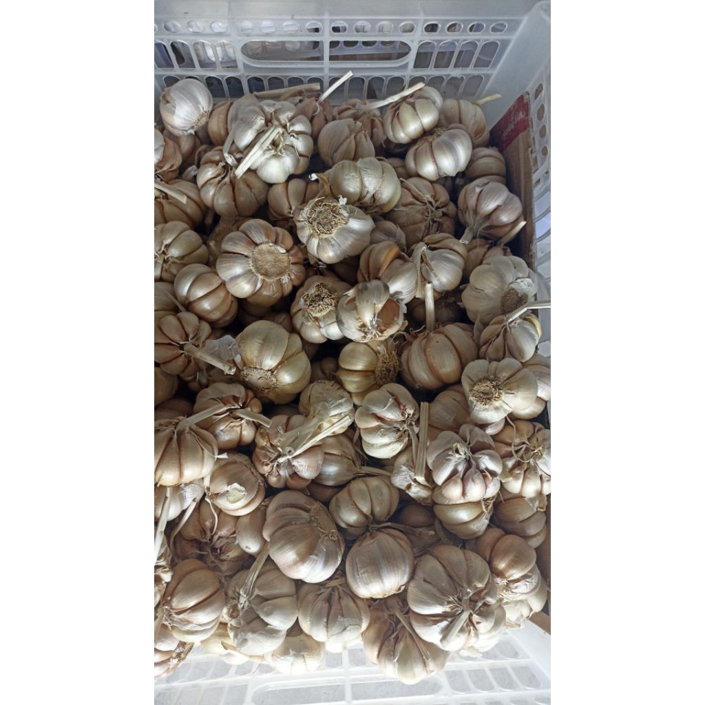

bawang putih