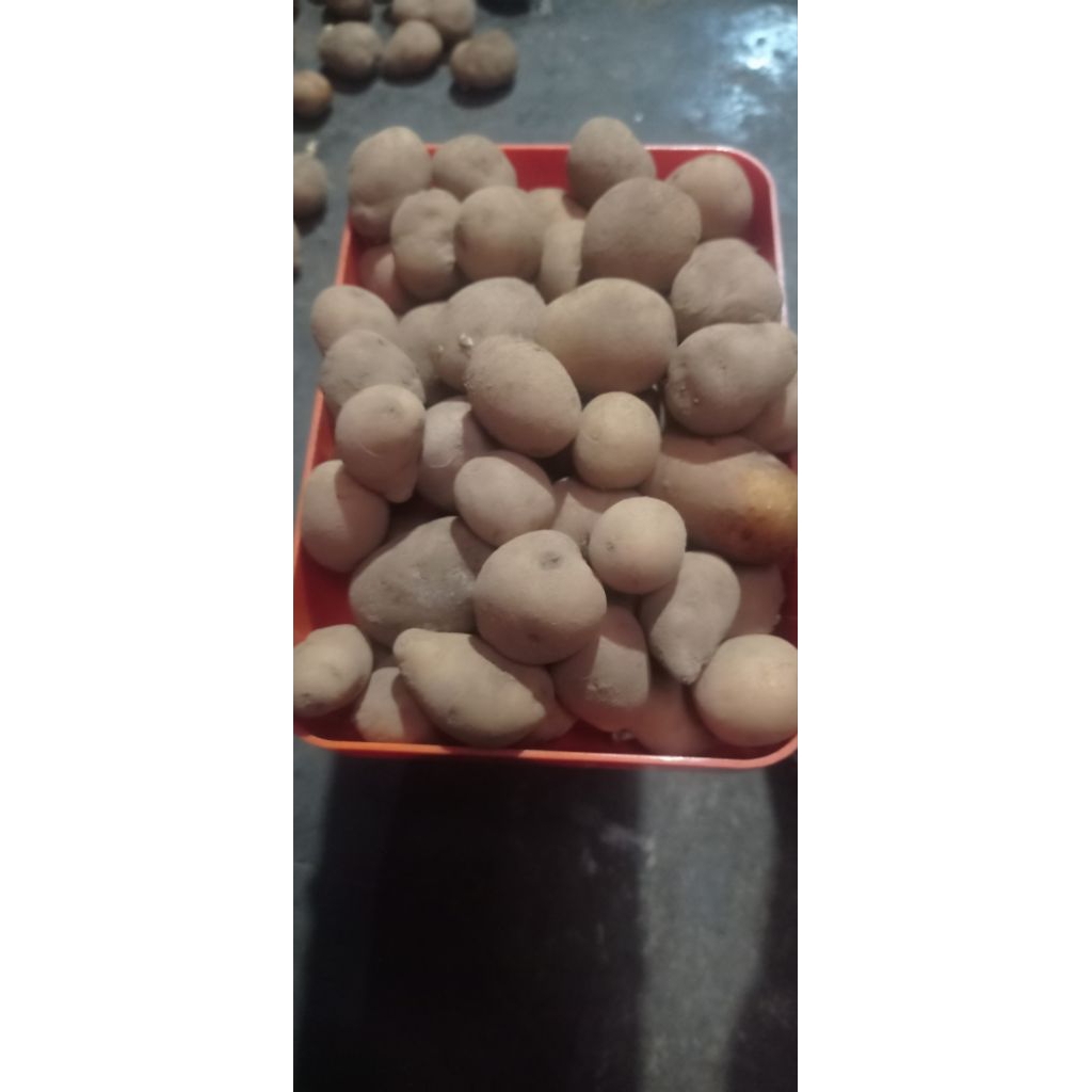 

kentang baby khas dieng