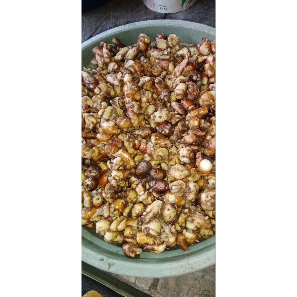 

KENCUR FRESS 1KG
