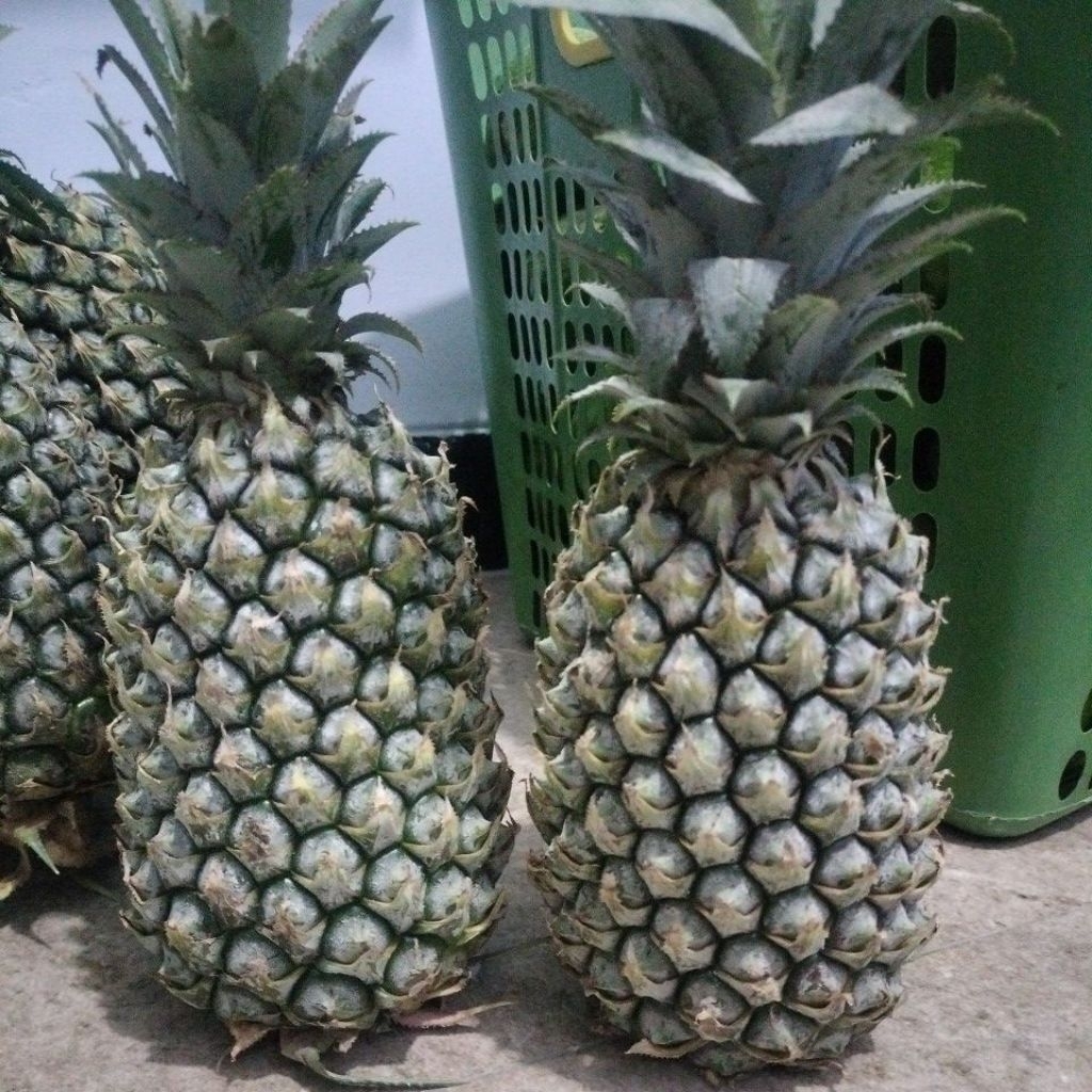 

Nanas Simplex Perbuah
