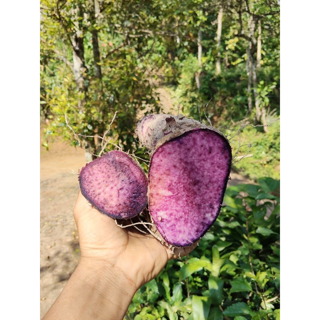 

umbi uwi ungu pulen legit makanann nostalgia jaman dahulu 1kg