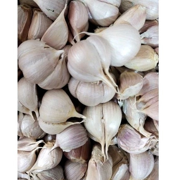 

bawang putih kating segar