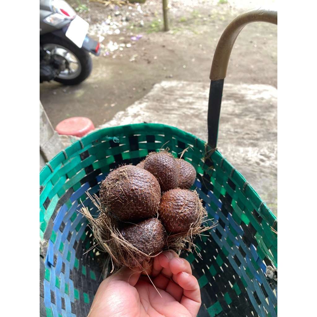 

Buah salak pondoh fresh baru petik salak asli lereng gunung merapi