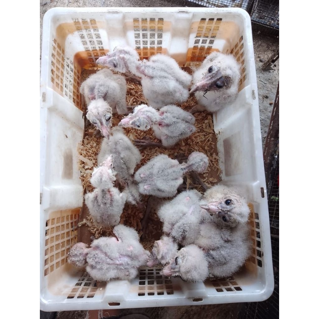 Promo murah Anakan burung hantu (Tyto alba bc awal)