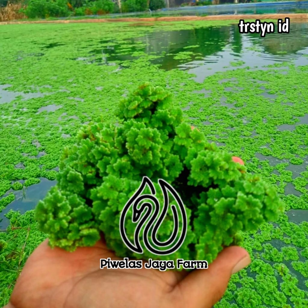 Azolla Microphylla Bibit Azolla Microphylla Pakan ikan Pakan Entok Azolla Azola