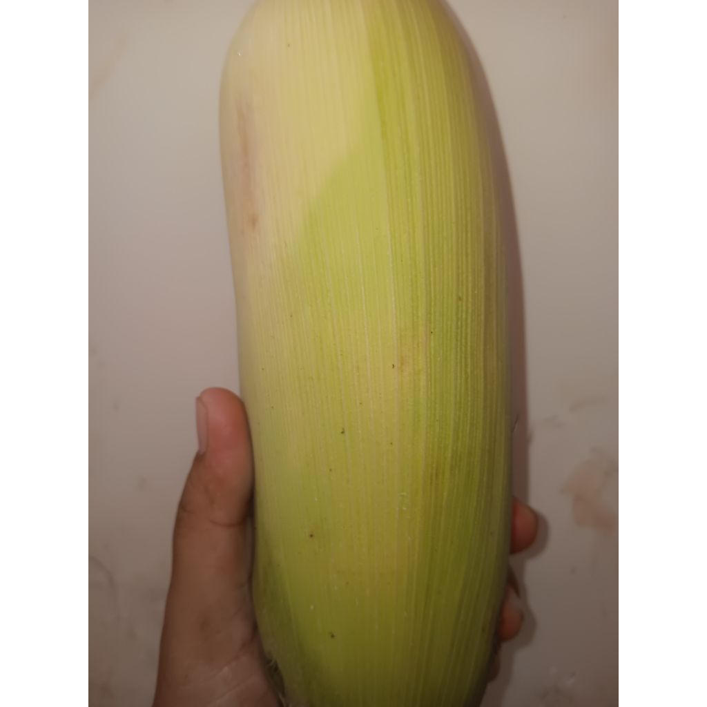 

Jagung Manis 500grm
