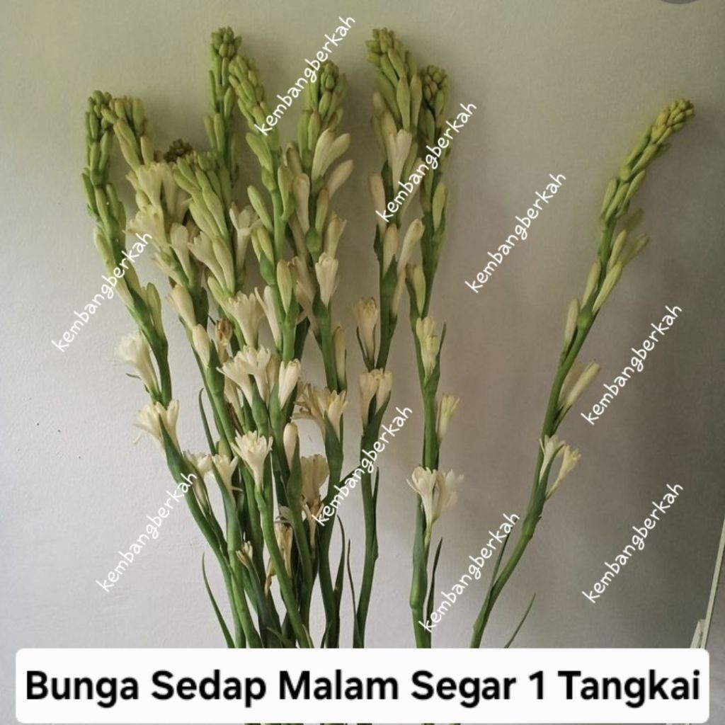 Bunga Sedap Malam Segar 1 Tangkai Murah
