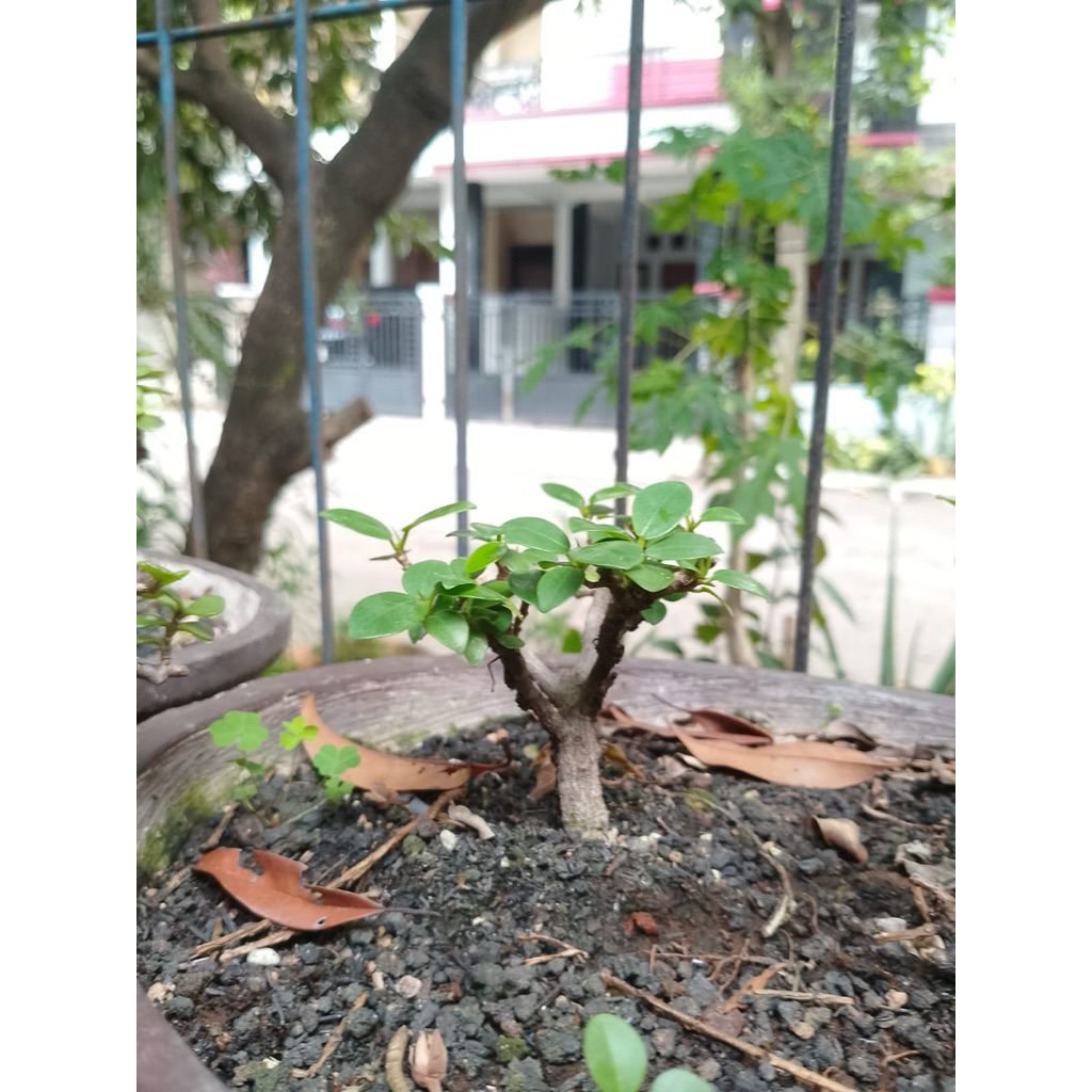 Bonsai Mini Beringin Dollar | tanaman | bonsai | bunga