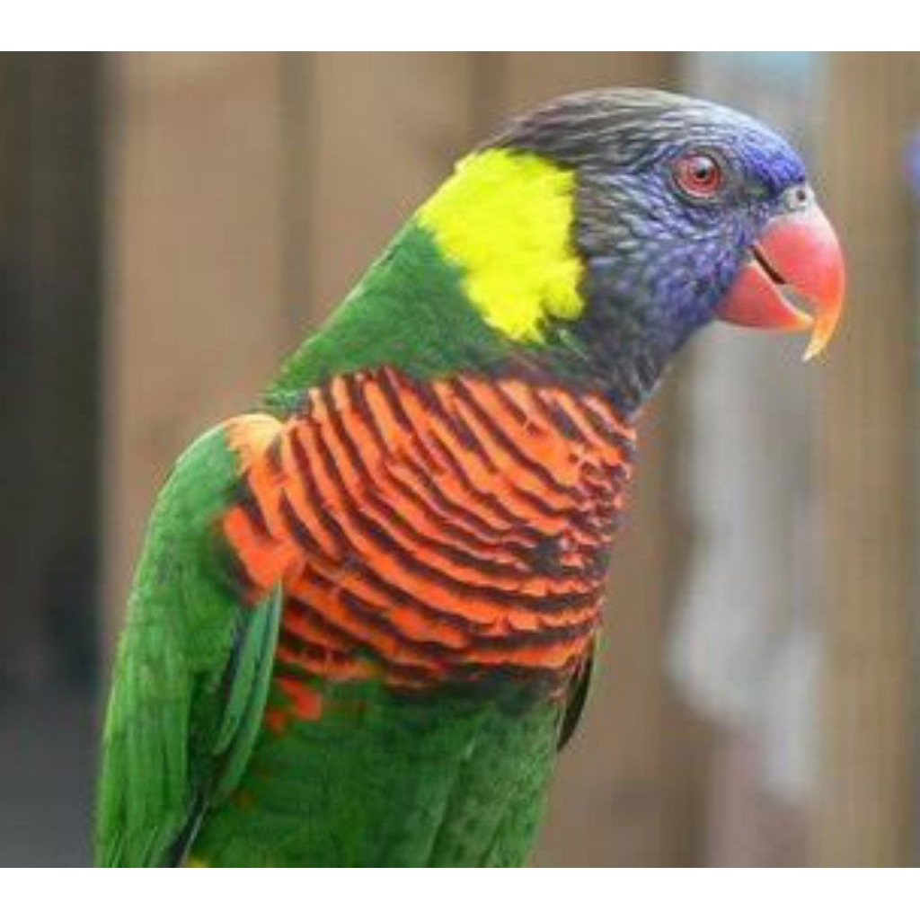 

telur burung nuri siap untuk di tetaskan 100% fertil