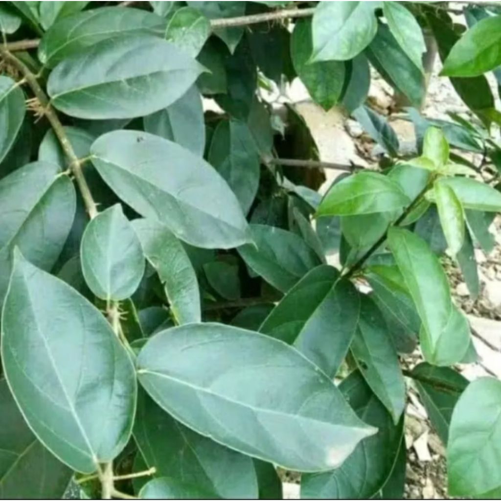 

Daun Cincau Hijau perdu Segar 250Gram