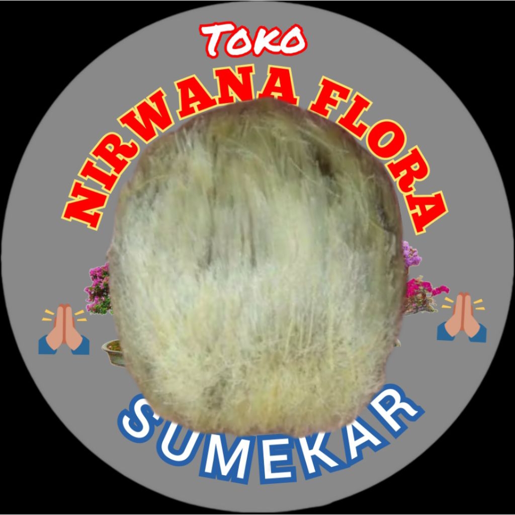 Bibit biji tanaman siwalan atau lontar belum keluar akar