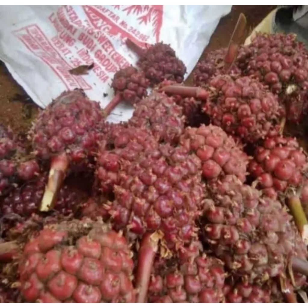 

Buah honje segar dan press baru di petik persatu buah