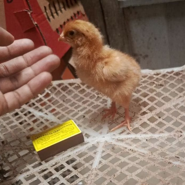 doc anakan ayam petelor kualitas sehat vaksin