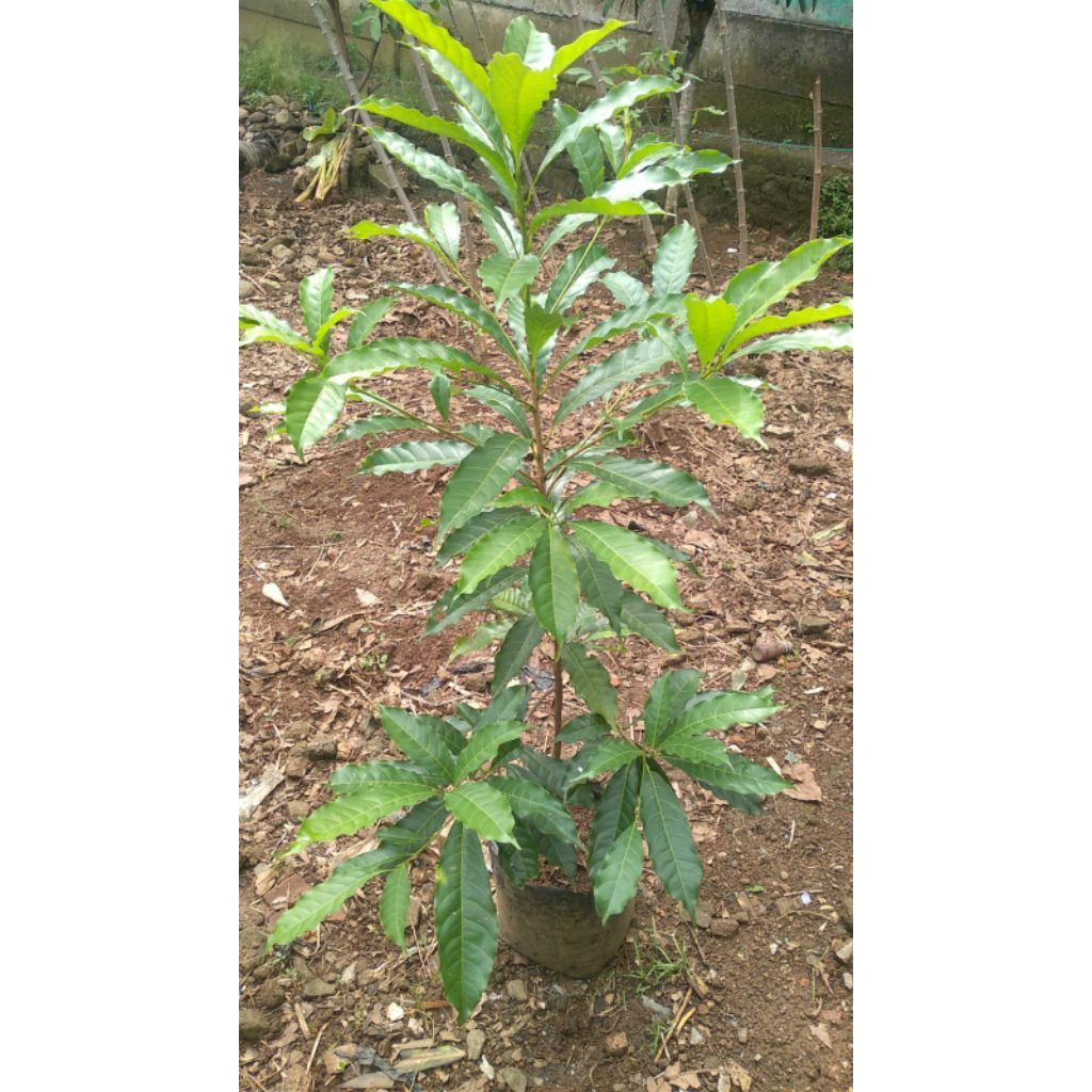 Bibit Pohon Abiu Jumbo alias sawo australia