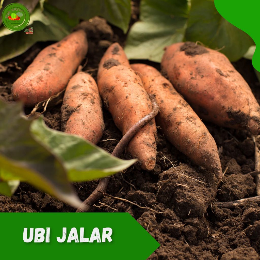 

Ubi Jalar , Ubi Jalar Orange , Ubi Jalar 1 kg , Ubi Jalar super manisss , sweet potato