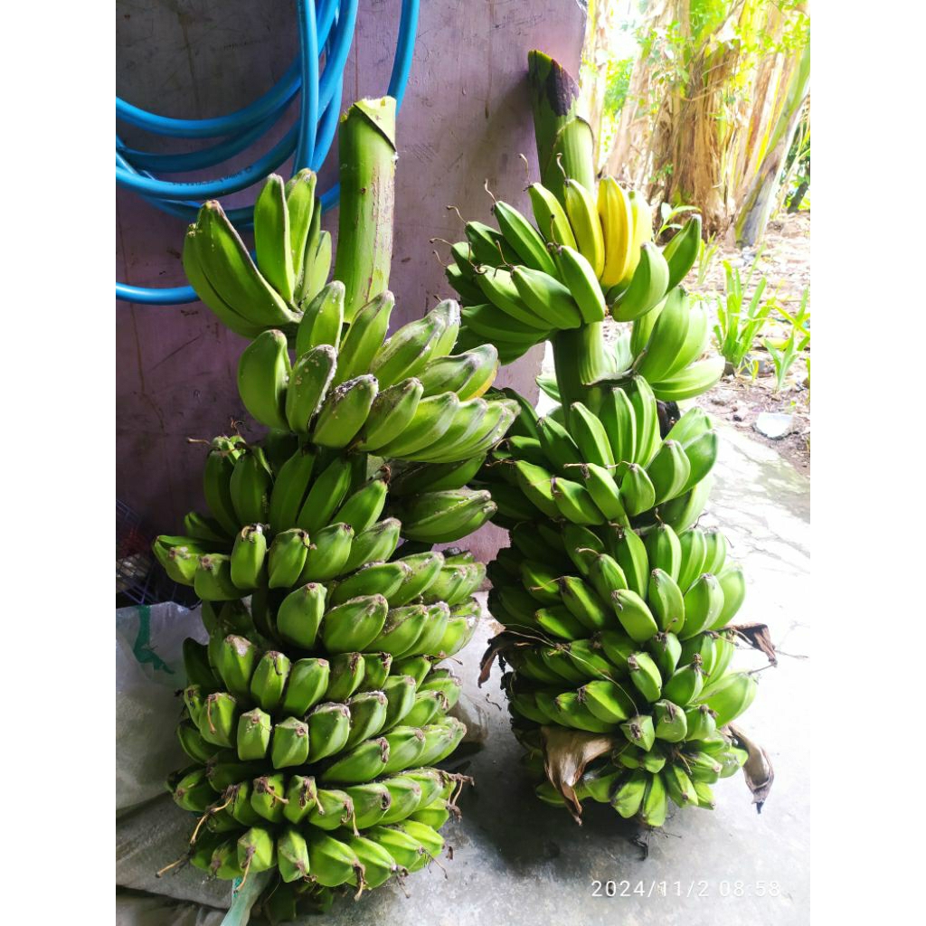 

Pisang Kepok Kuning Organik Asli Jawa +/- per 10 kg