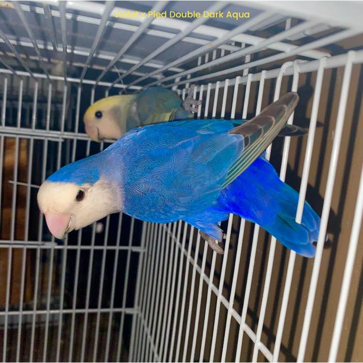 ParrotBoys - Burung Lovebird Induk Nonklep / Holland / Roseicollis - Violet Non Opaline x DD Green A