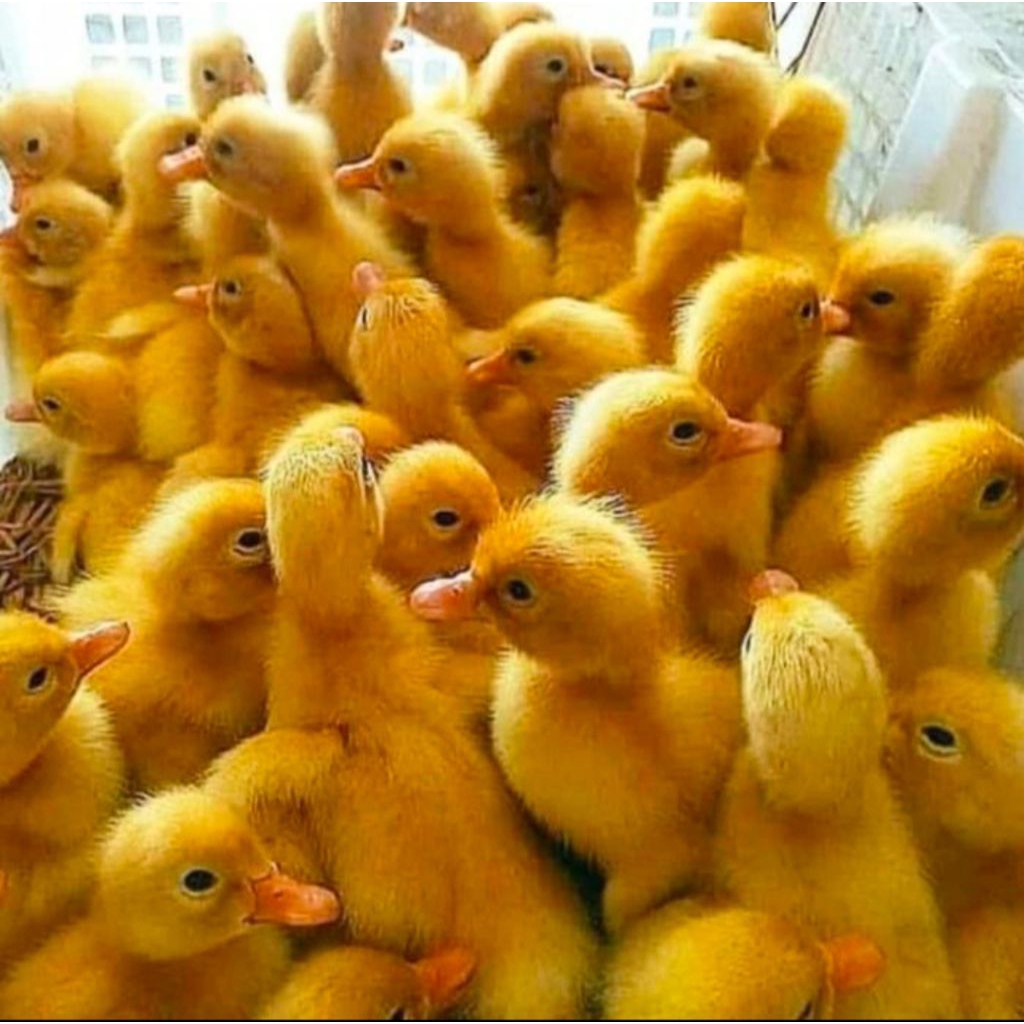 Bebek Peking Jumbo 1 Box - Dod Bebek Peking 1 Box