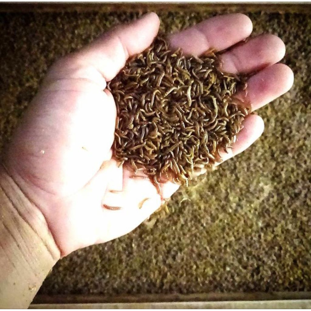 Ulat Kandang Hidup Berkualitas 1Kg