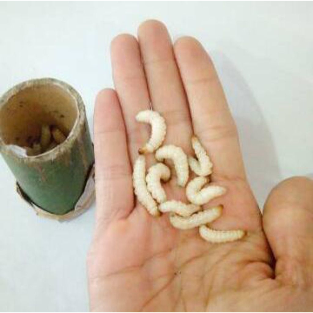 Ulat Bambu Cilung - Cangcilung - Cilung - Cangkilung - Isi 10 Ekor