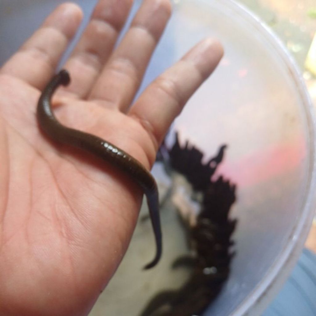 Lintah Terapi Hidup Steril Ukuran Besar