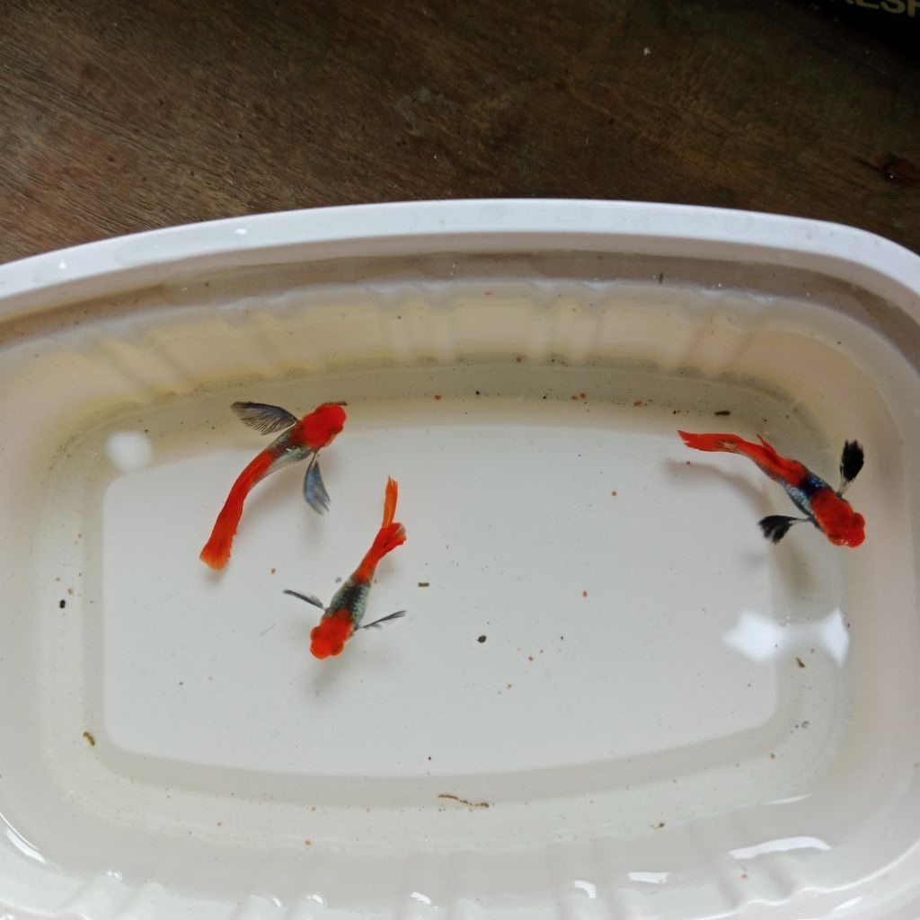 Guppy PRTDE koi Long Ear (GRADE A)
