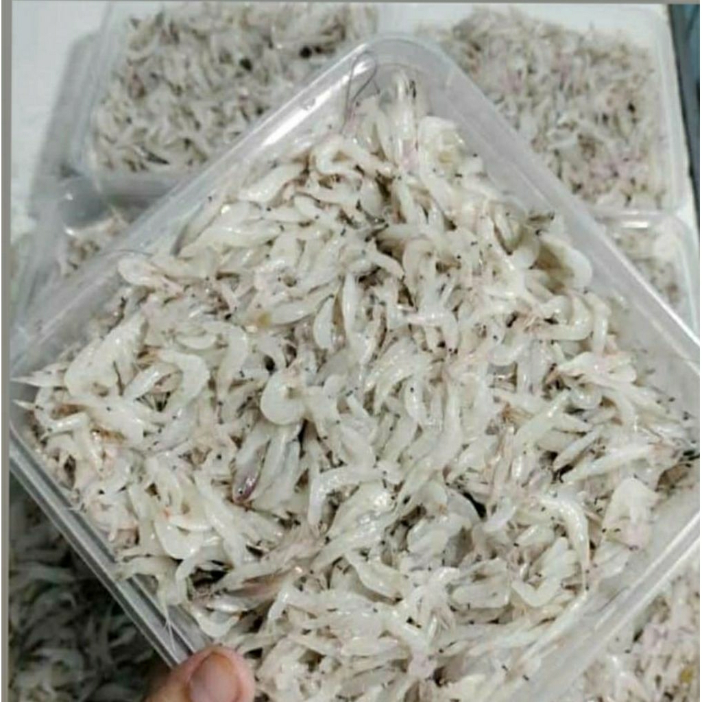 

udang segar sangrai tawar