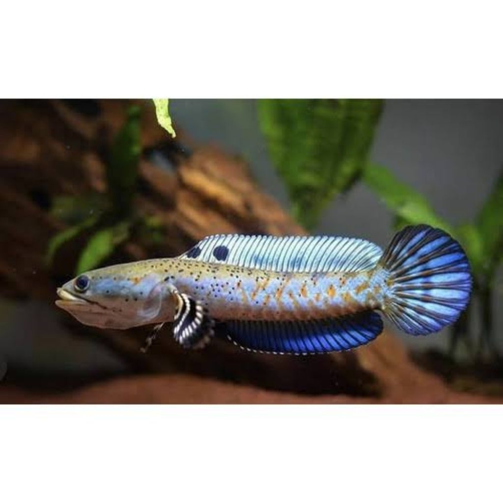 Blue Pulchra Baby 4-5cm