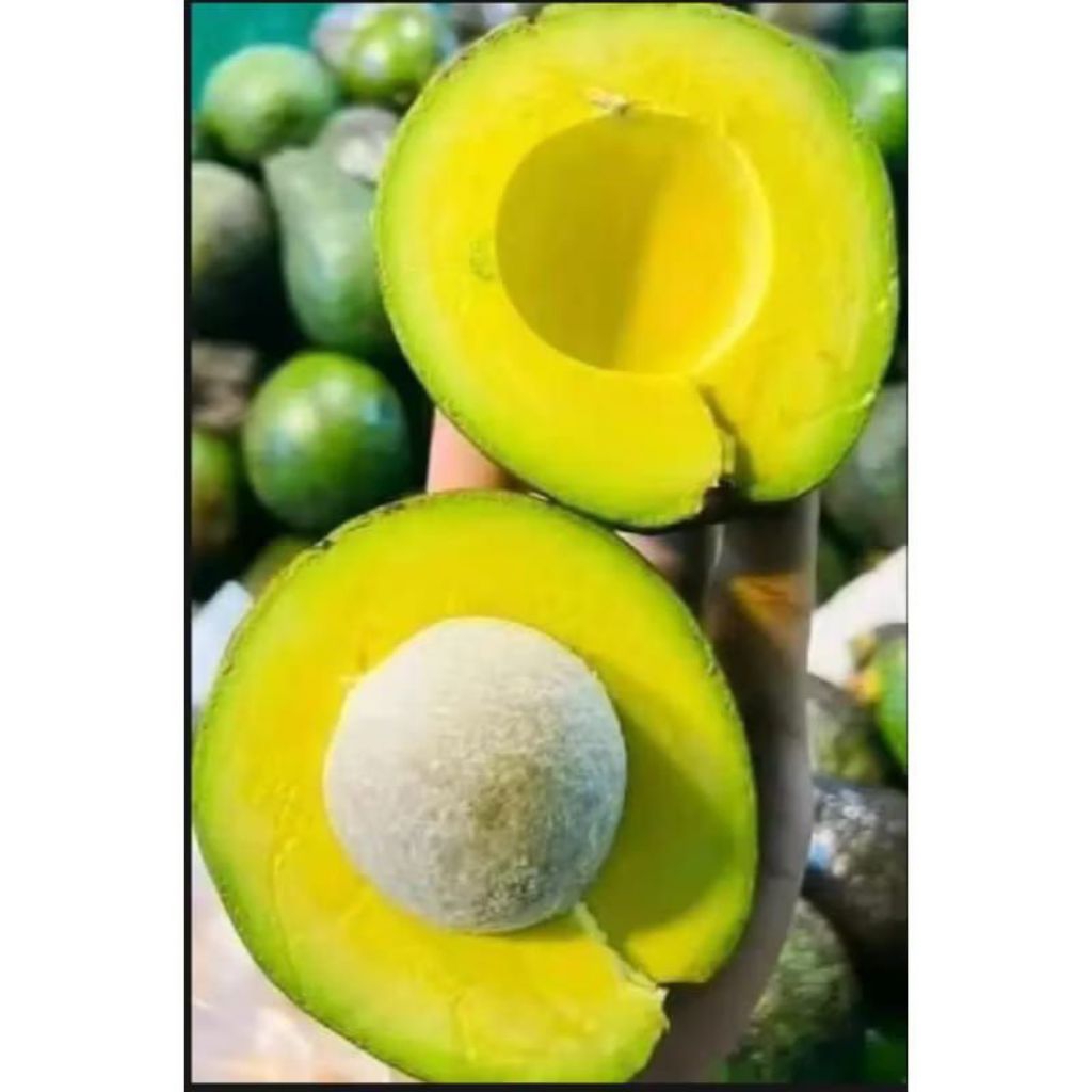 

Alpukat Mentega kecil tua isi 7 8 9 buah / alpukat legit manis