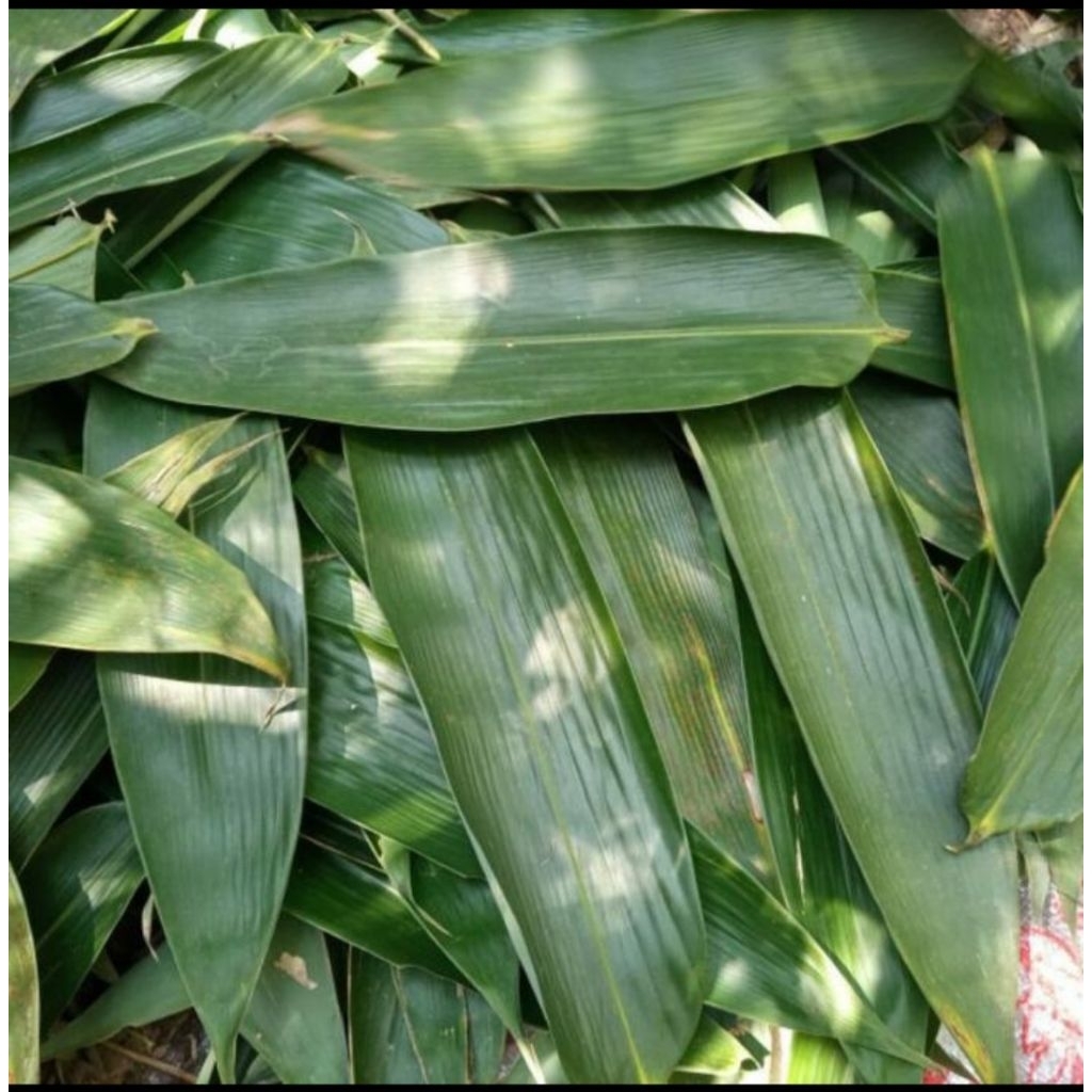 

daun bambu asli 100 lembar