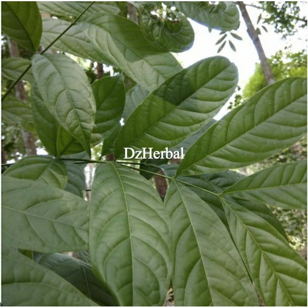 

Daun mahoni segar organik 1 kg petik langsung-az