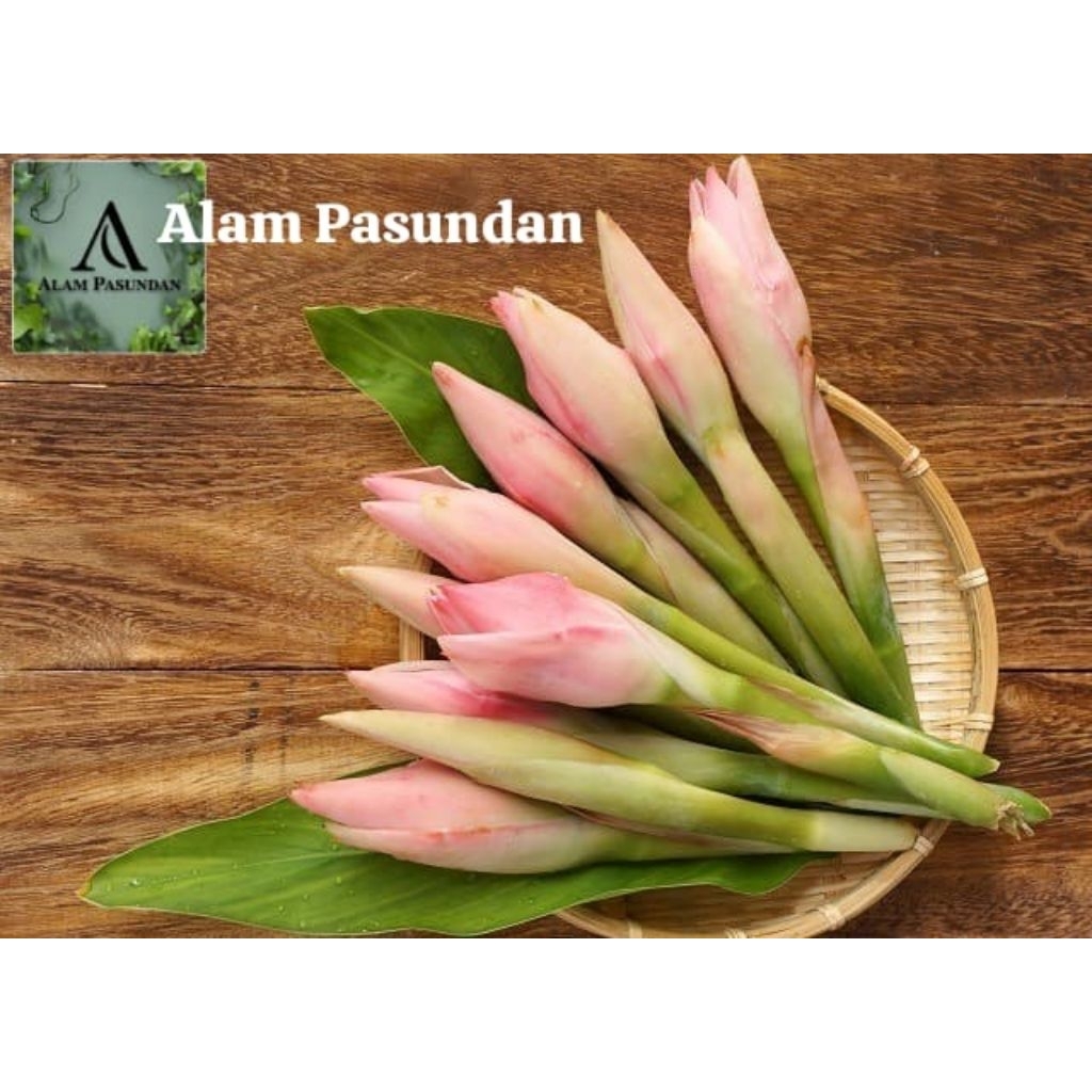 

kecombrang/kincung bunga kecombrang segar 250gr/500gr