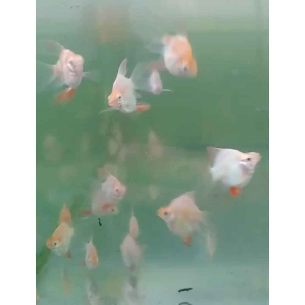 ikan hias Sumatra albino balon slayer size M