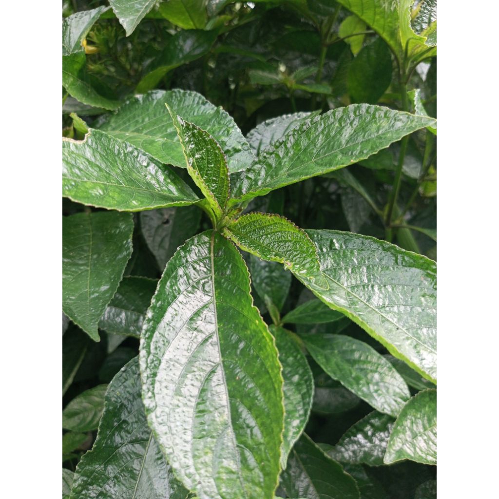 

kejibeling/pecah beling/kibeling 250 gram