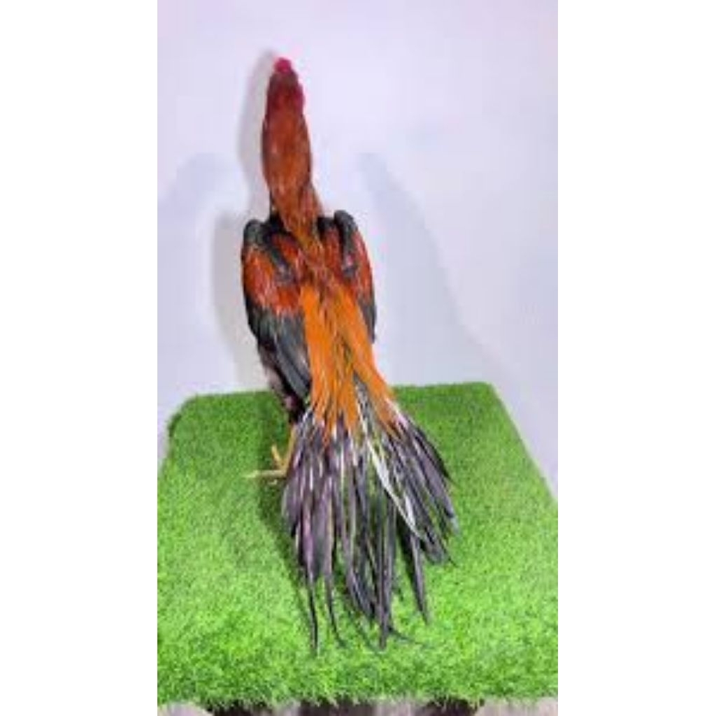 

paket hemat 5 Telur Ayam Bangkok Ekor Lidi asli Ori Buat di Tetaskan