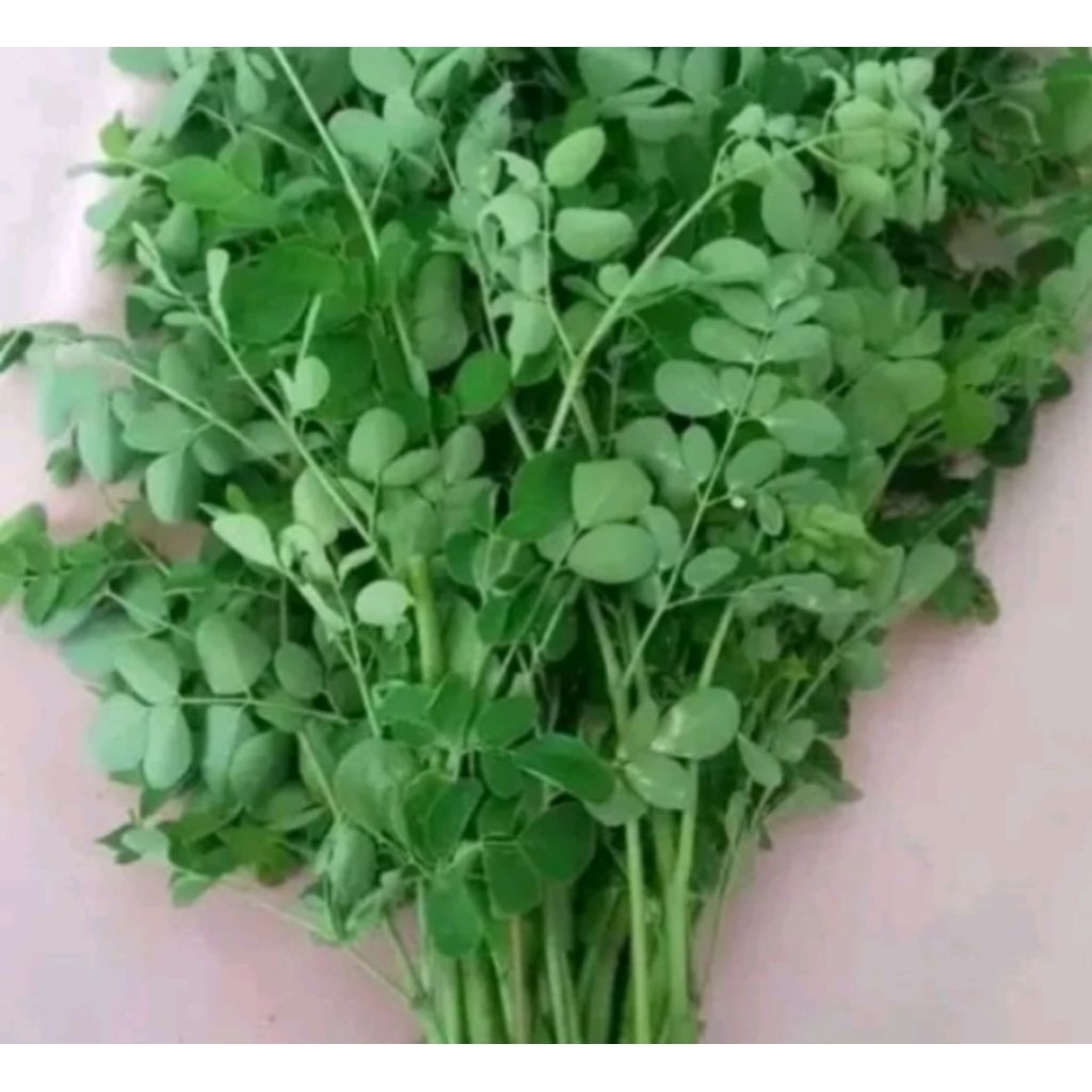 

Daun kelor segar tanaman herbal 250g