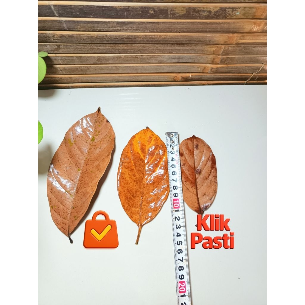 

Daun NANGKA Basah / Kering Bisa untuk HERBAL, Dekor
