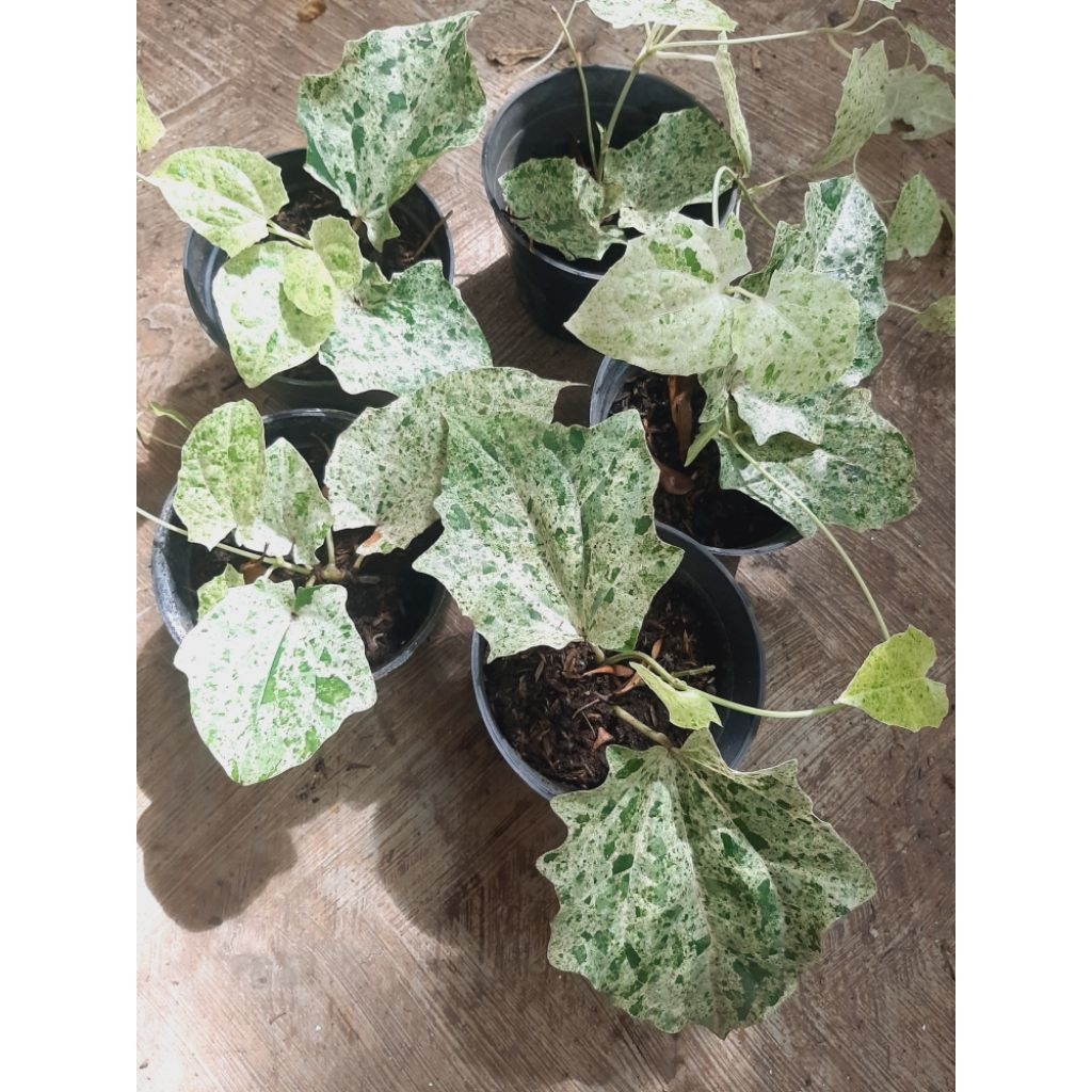 Thunbergia grandifolia variegata