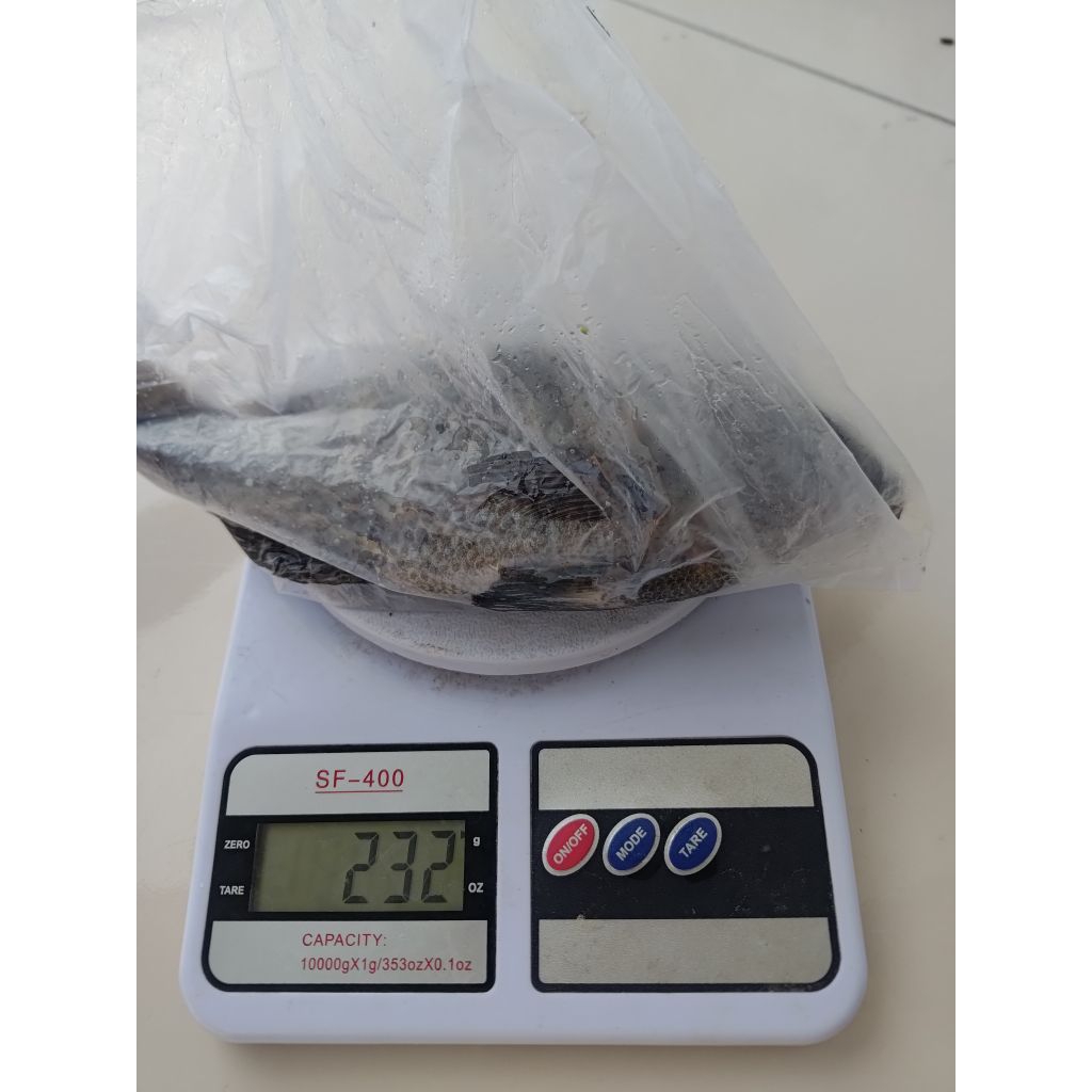 

Ikan Nila Hidup. Murah Medan,Ikannya Ukuran Sedang 200 gram lebih (Penjual Tidak Menyiangi)