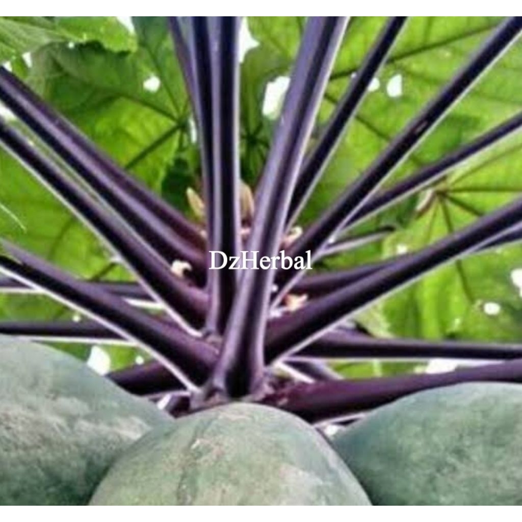 

Batang pepaya ungu batang pepaya Wulung P 40 cm isi 4 batang