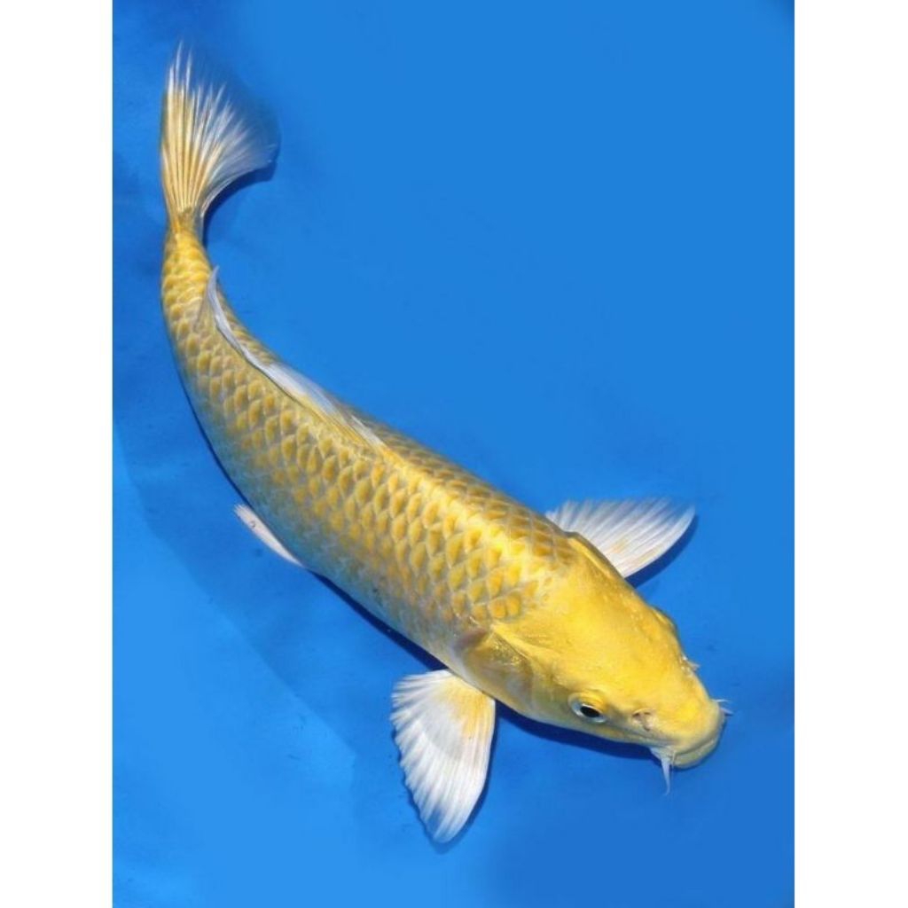 

KOI OGON 20-22 CM