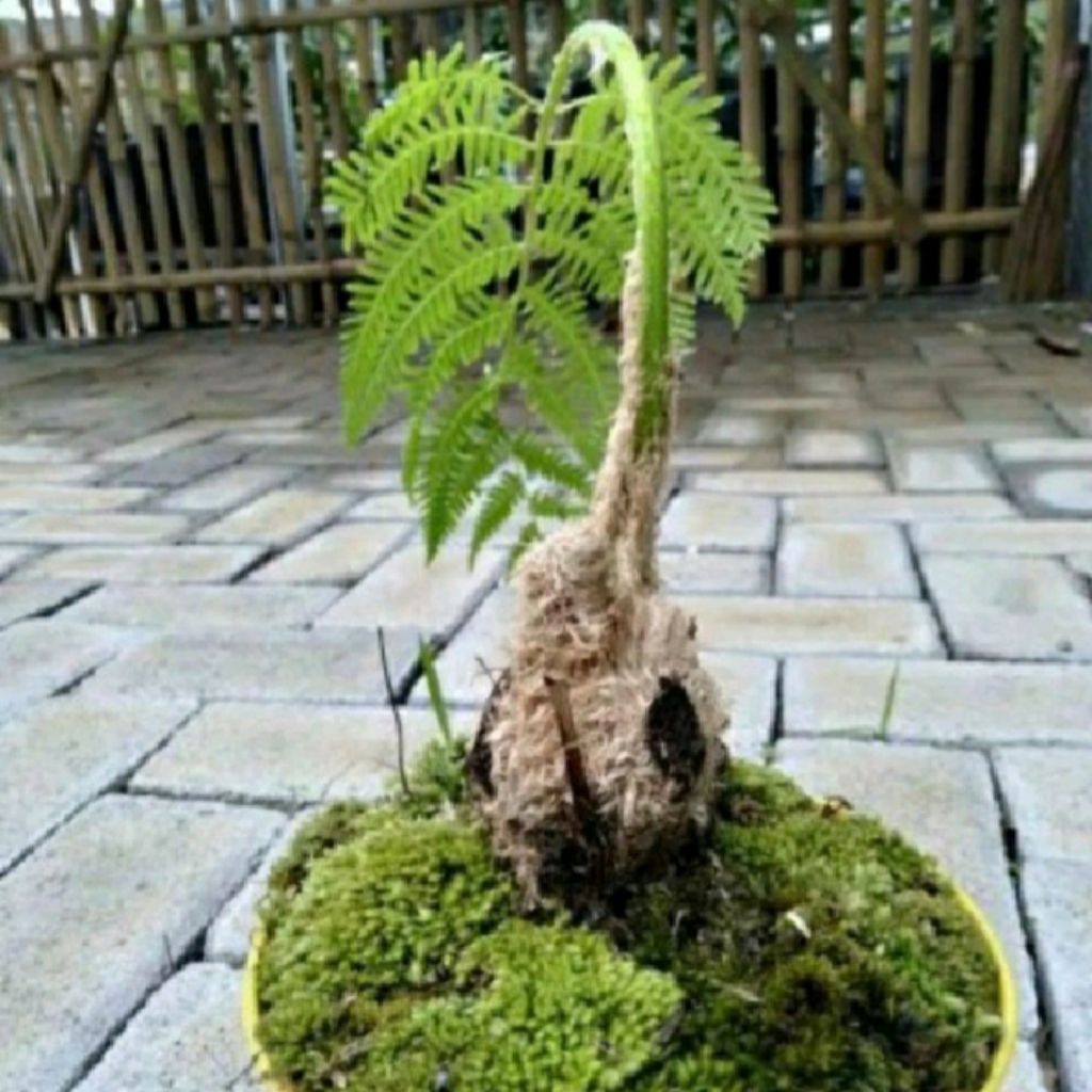 Pakis monyet bulu putih/tanaman hias pakis monyet bulu putih