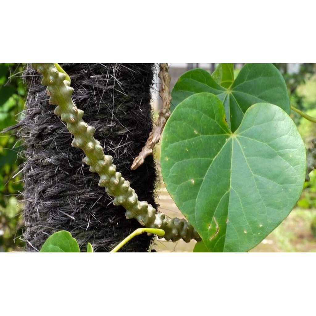 

Daun Brotowali segar dipetik saat orderan